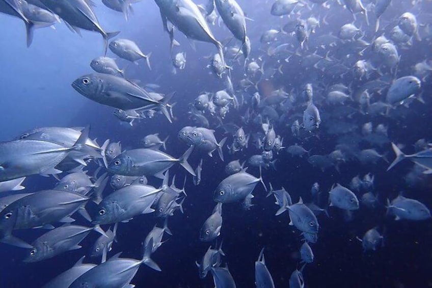 school of trevally