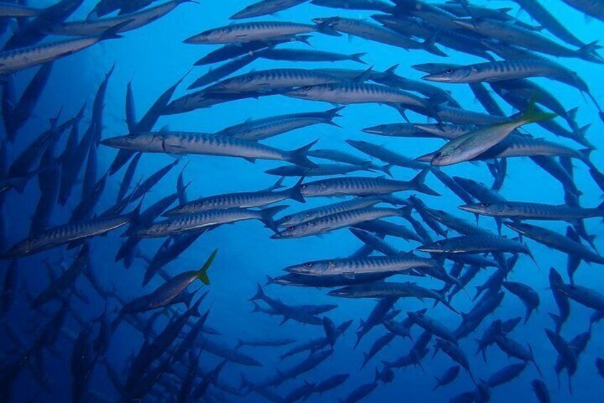 school of barracuda