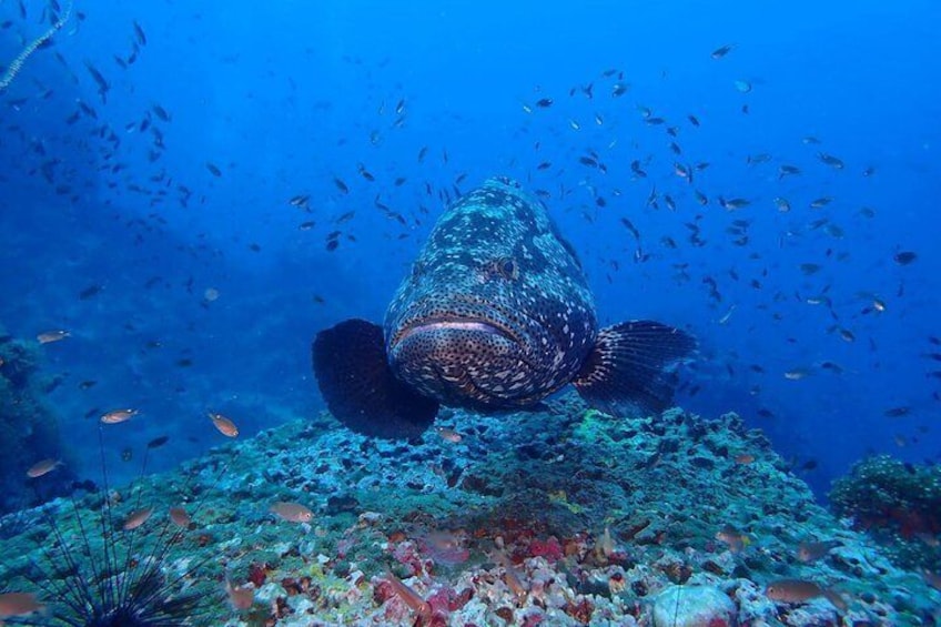 giant grouper