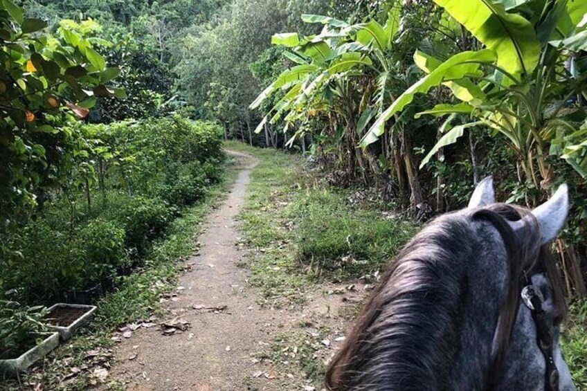 Horseback Riding 1 hour trail