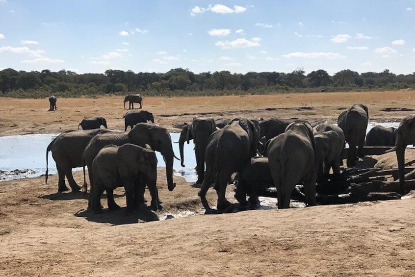 Elephant at a water hole in Hwange National Park