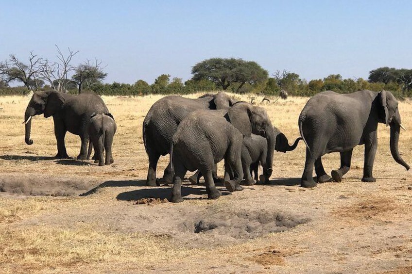 Elephants of Hwange