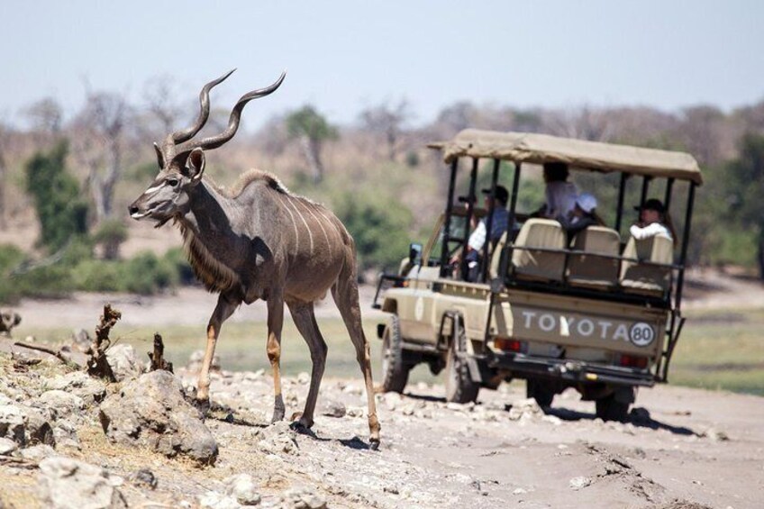 Our Hwange National Park Safaris