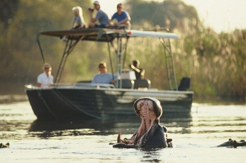 Boat Cruises on the Chobe National Park