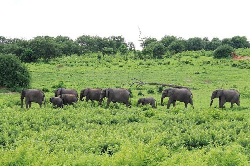 Wildlife on the way to the Chobe River