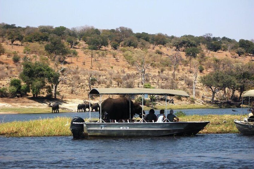 Wildlife from the Chobe River 