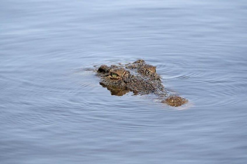 Chobe National Park Crocs