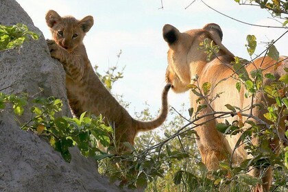 Full day chobe game drive, Guided tour of Falls & 15 mins helicopter flight