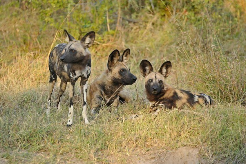 wild dogs pack