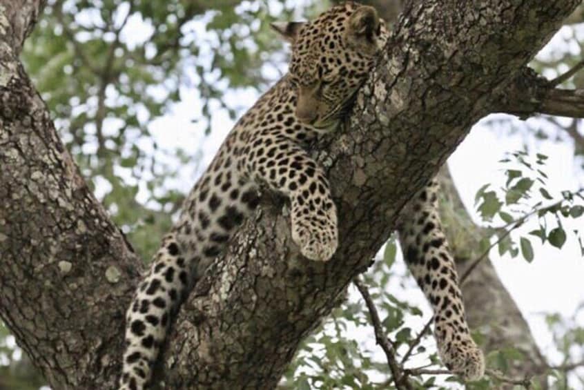4 Days Victoria Falls Safari Tour & Chobe National Park game drive