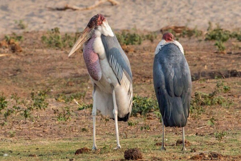 Chobe Day Trip