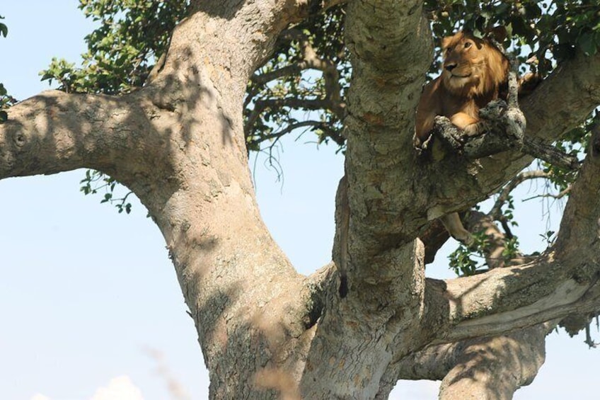 3-Day Queen Elizabeth and Chimpanzees-Join a Group!