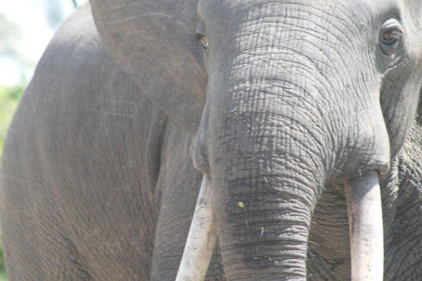 3-Day Queen Elizabeth and Chimpanzees-Join a Group!
