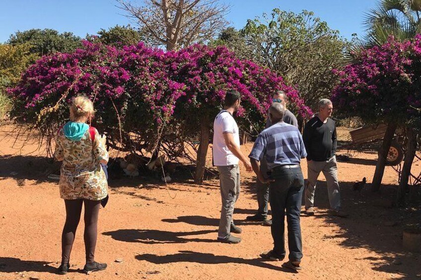 The Bougainvillea at the village