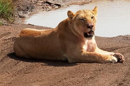 7 Dagen Special Kenya safari