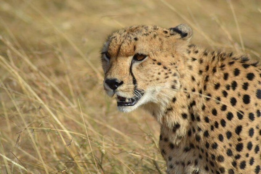 7 Days Special Kenya safari