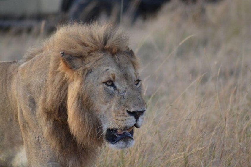 7 Days Special Kenya safari