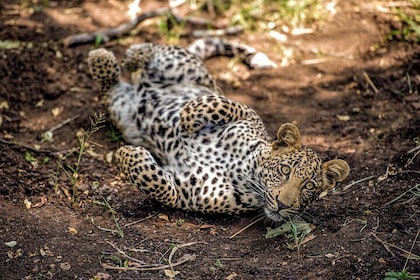 6 Days Luxury Norther Tanzania Safari
