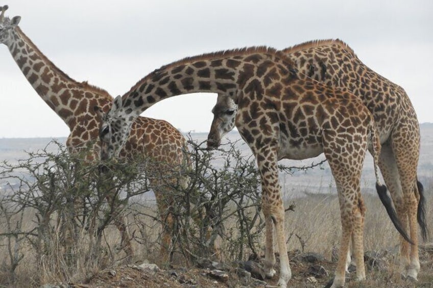 Nairobi national park drive 