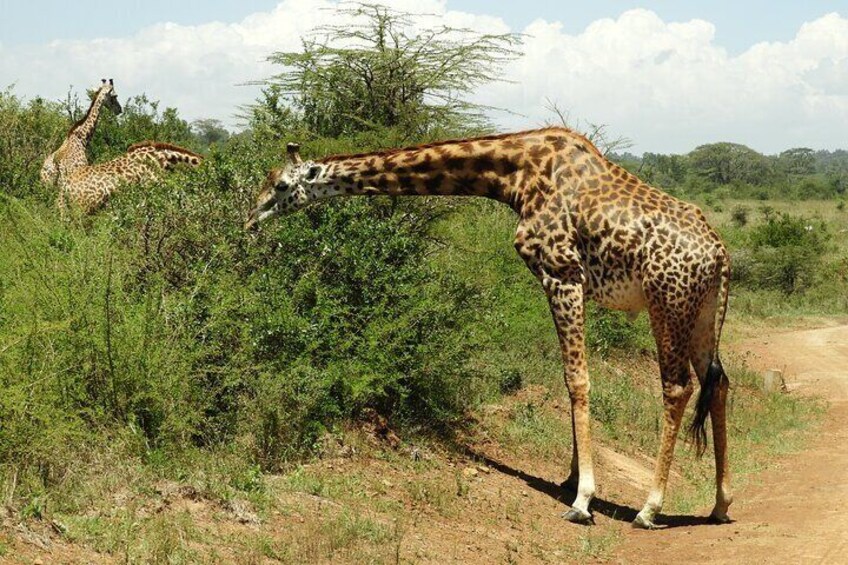 Nairobi national park drive