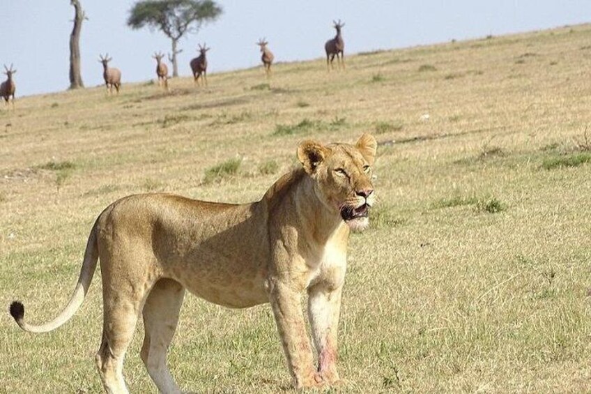 Masai mara lioness