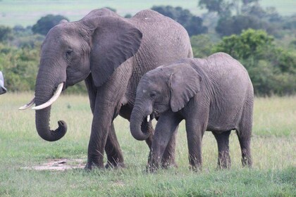 3 días de safari masai mara desde Nairobi