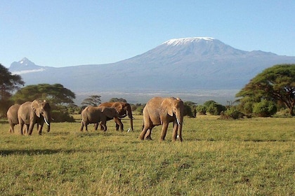 6 Days Maasai Mara-Lake Nakuru & Amboseli Budget Safari