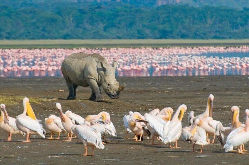 Rhino in Lake Nakuru with flamigoes