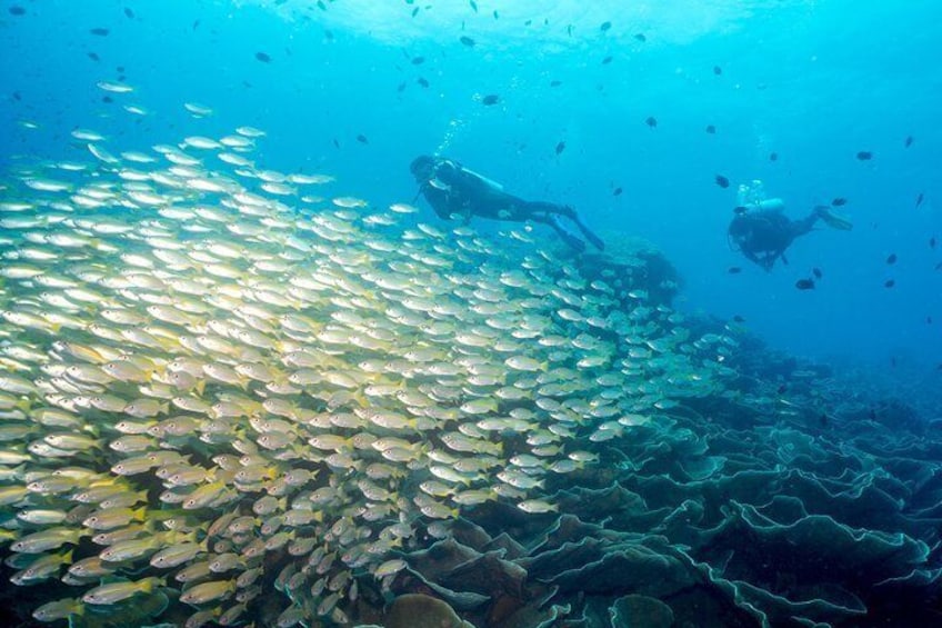 Easy Fun Scuba Dive in El Nido