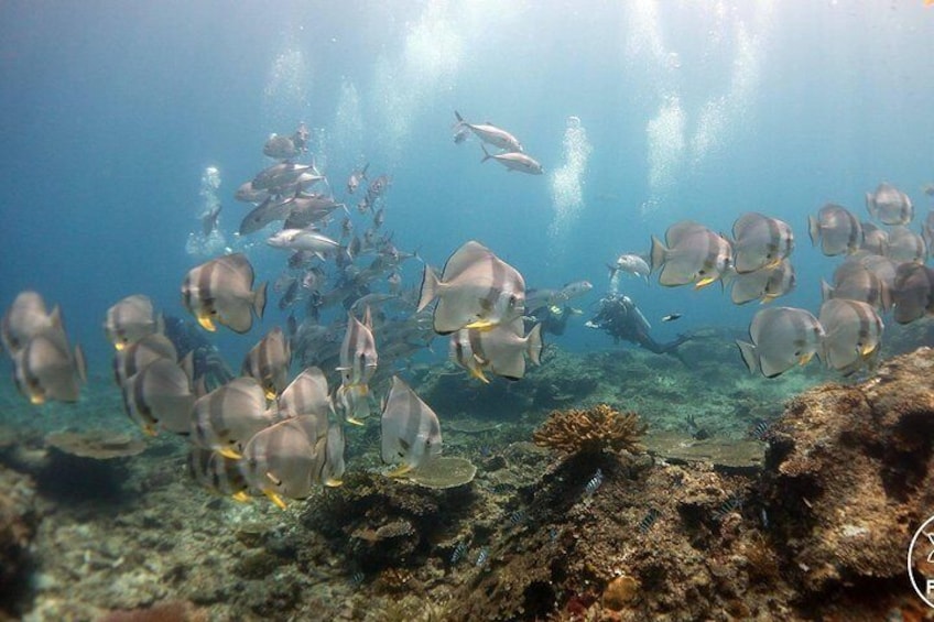 Easy Fun Scuba Dive in El Nido