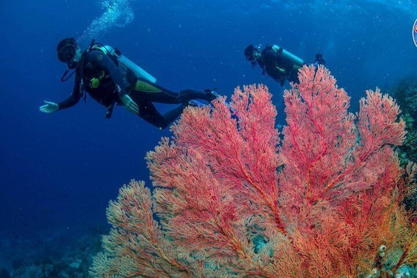 Easy Fun Scuba Dive in El Nido