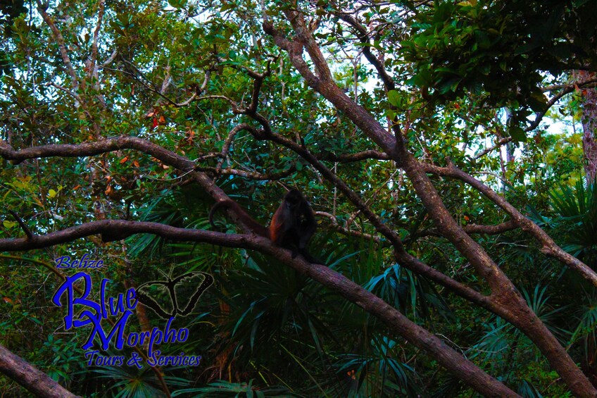 Full Day- Caving, Inland Blue Hole, Animal Sanctuary