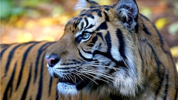 Melbourne Zoo Tickets