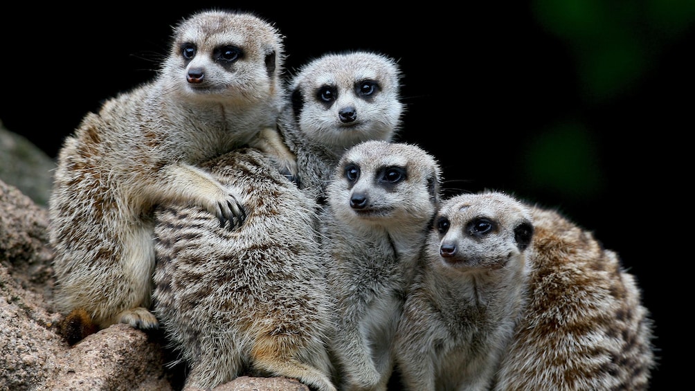 Charger l’élément 4 sur 7. Huddled group of meerkats at the Melbourne Zoo in Australia