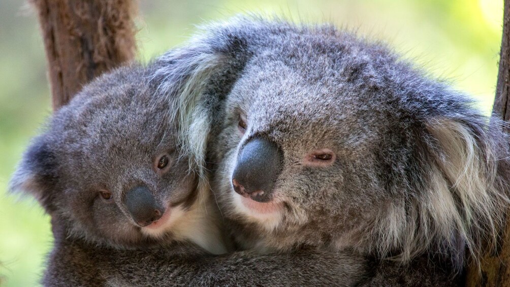 Charger l’élément 5 sur 7. Huddled koalas at the Healsville Sanctuary in Australia