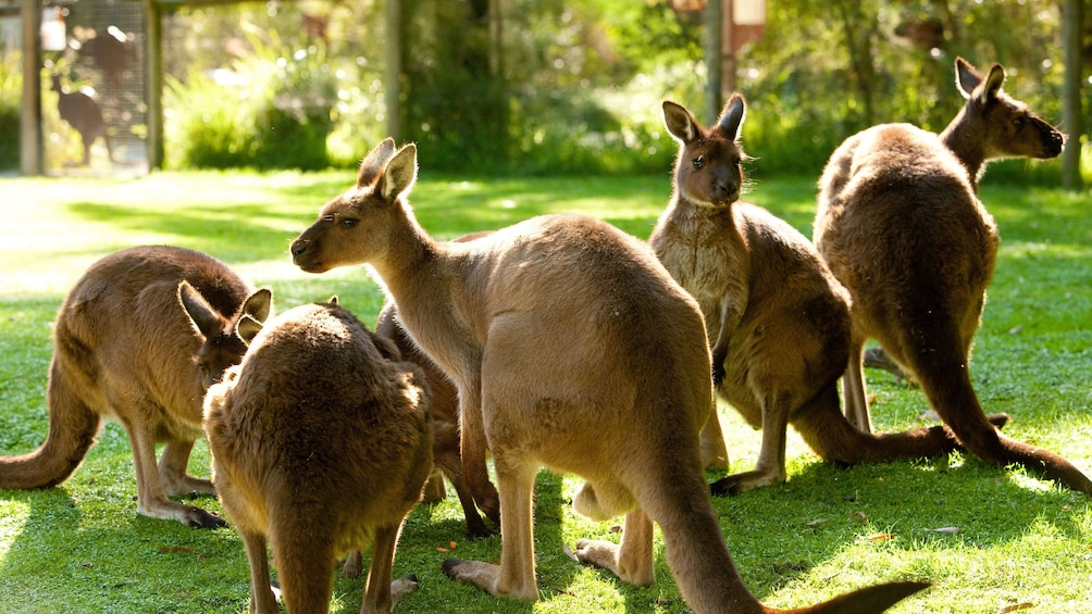 Charger l’élément 1 sur 7. A group of kangaroos at the Healsville Sanctuary in Australia