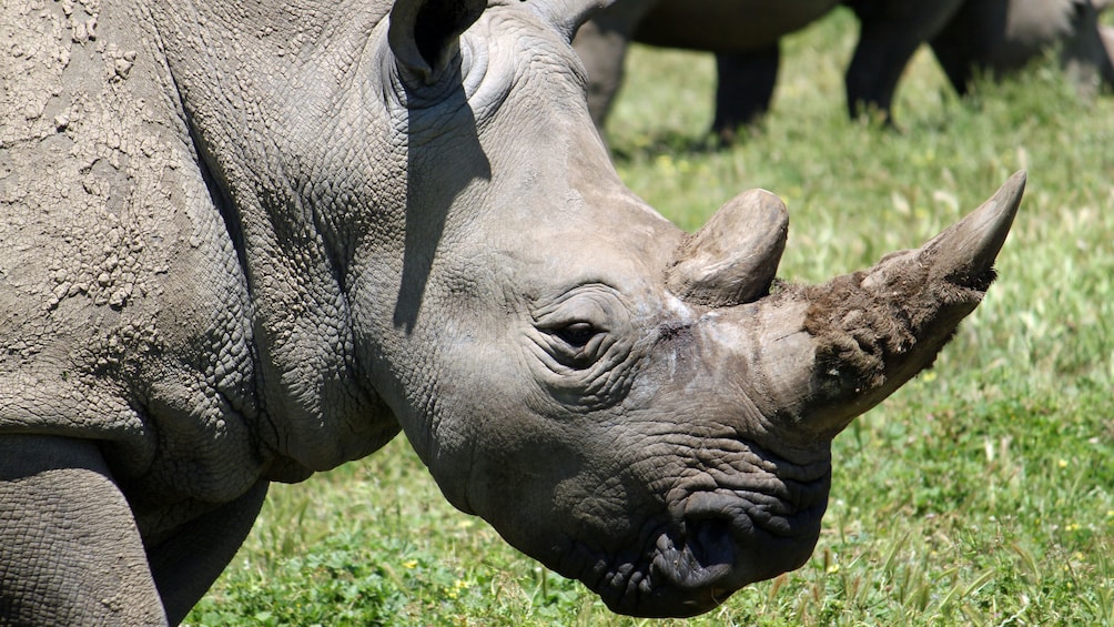 Charger l’élément 3 sur 7. Rhinoceros at the Werribee Open Range Zoo in Australia