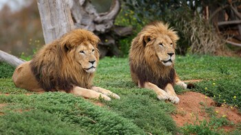 ,Zoo de Melbourne