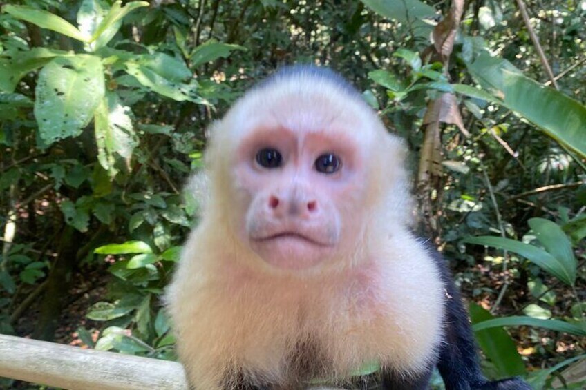 Manuel Antonio National park, PRIVATE day tour from jaco