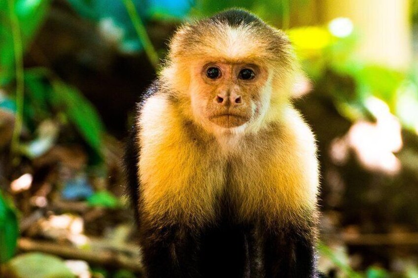 Manuel Antonio National Park Adventure