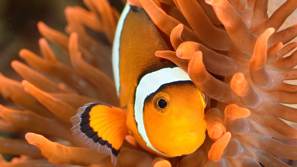 Fish at the Istanbul Aquarium Theme Park