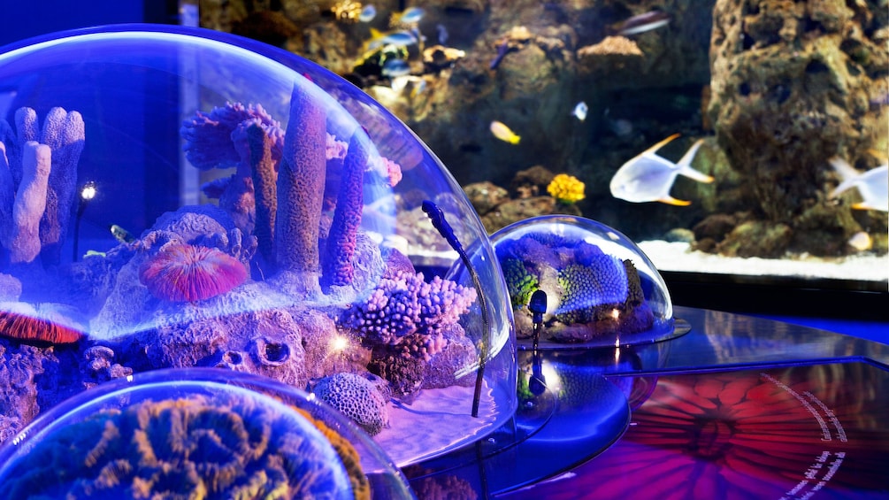 Aquarium on display the Istanbul Aquarium Theme Park