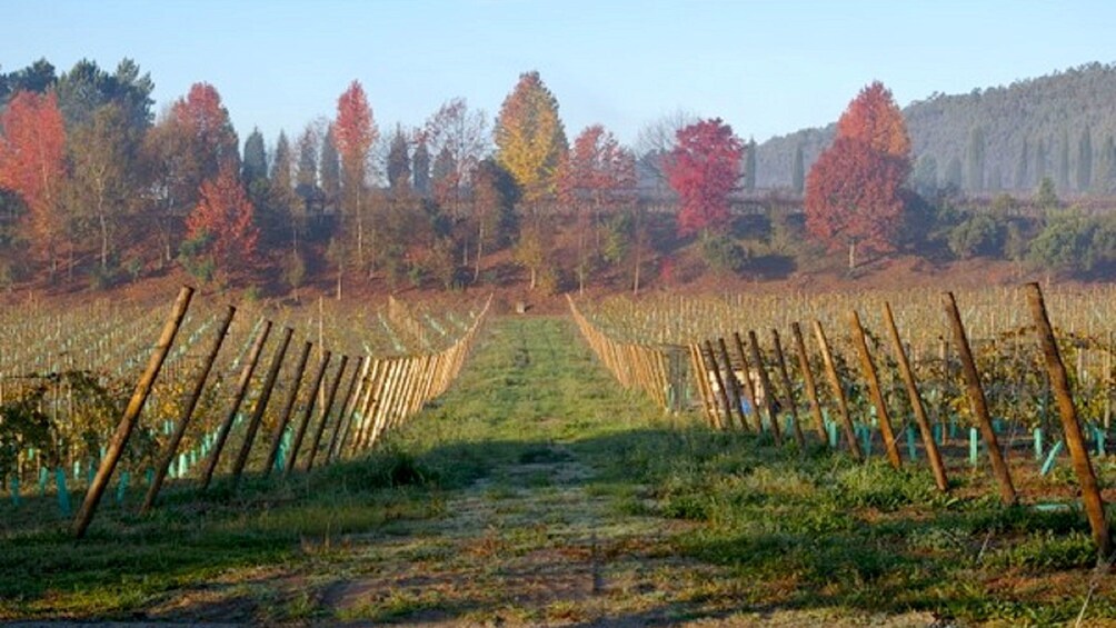 Fall colors of a vineyard in Porto