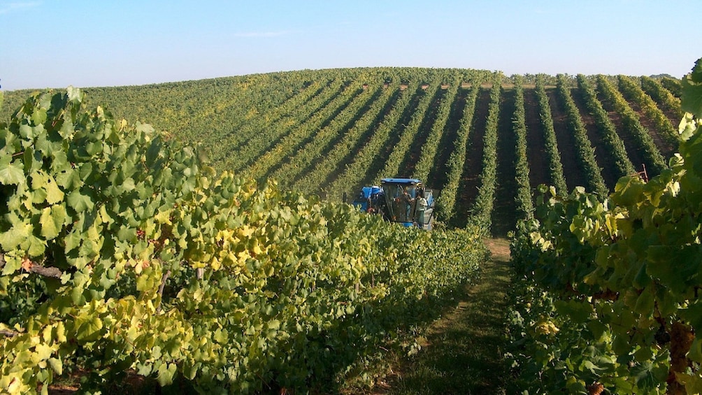 Rows of vines at a vineyard in Porto