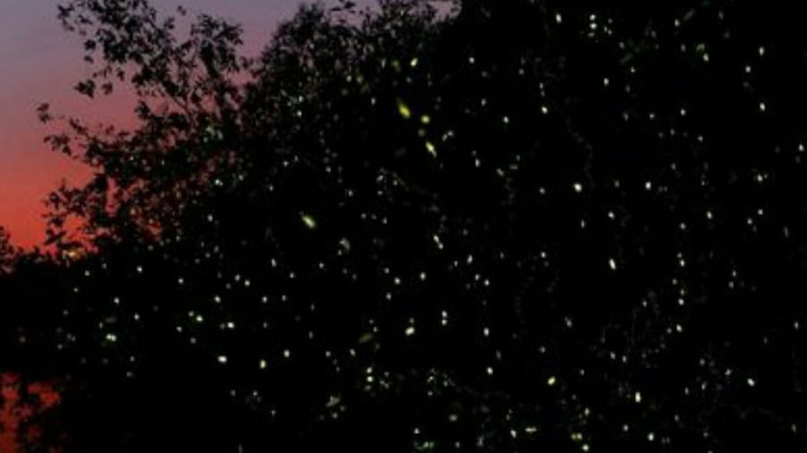 Kawa Kawa Fireflies Sunset Cruise