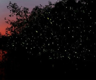 Kawa Kawa Fireflies Sunset Cruise