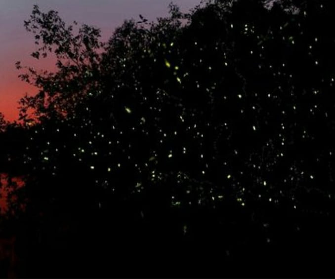 Kawa Kawa Fireflies Sunset Cruise
