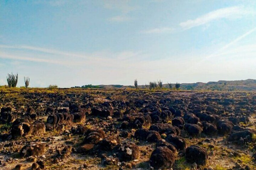 Private Tour at Tatacoa Desert from Bogotá.