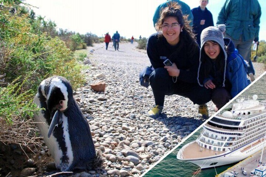 Shore Excursion Punta Tombo with box lunch & entry fee - Madryn