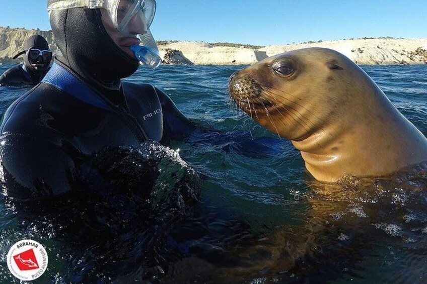 Snorkeling with Sea Lions